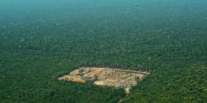 Mes de la Amazonia: qué empresa impulsa espacios para discutir sobre el futuro de la región