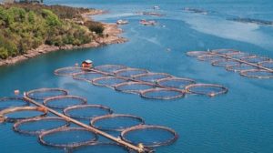 La acuicultura, bajo amenaza del cambio climático: estos son los motivos
