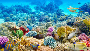 La ONU advierte que el cambio climático está matando a los arrecifes de coral