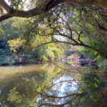 ¿Cuántas hectáreas de bosques talaron en las 8 horas que estuvo caído WhatsApp esta semana?