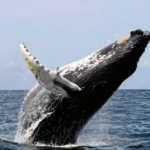 Peligro: el cambio climático amenaza la supervivencia de la ballena franca austral