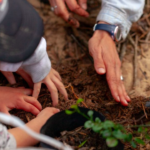 MetLife Uruguay, a favor de los bosques: por cada colaborador, la compañía planta un árbol