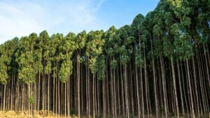La industria forestal presentó un programa para mitigar el cambio climático, ¿de qué se trata?