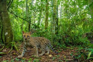 Misiones: incorporan 177 nuevas hectáreas al Sistema de Áreas Naturales Protegidas