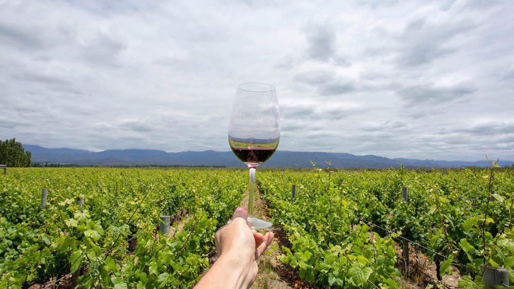 Se viene el primer encuentro nacional de productores y bebedores de vinos sustentables: cuándo y dónde