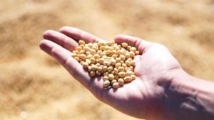 Agro: Santander ofrece una amplia oferta de productos y servicios para el productor de soja