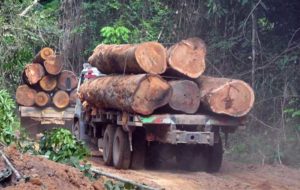 Opinión: la deforestación del Amazonas no se detiene: ya eliminaron casi mil millones de árboles