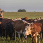 Instituto de Promoción de la Carne Vacuna Argentina insistió en la baja emisión de gases de la ganadería