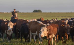 Instituto de Promoción de la Carne Vacuna Argentina insistió en la baja emisión de gases de la ganadería