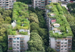 Techos inteligentes, para una ciudad sustentable: una oportunidad para recuperar la naturaleza
