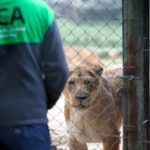 Ambiente constató que persisten irregularidades en el Zoológico de Luján