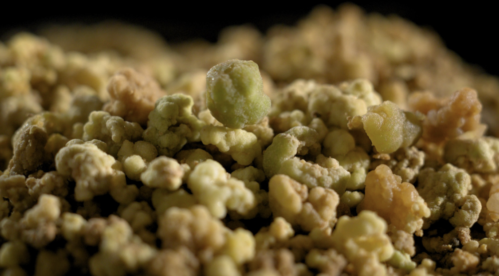 BioHarvest Sciences logró producir cannabis sin la planta