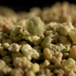 ¿Más sustentable? Una empresa de biotecnología logró producir cannabis sin la planta