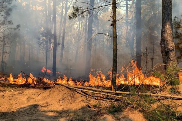 Opinión | “Lo que el fuego se llevó”: la política escasea en esfuerzos por prevenir la destrucción de ecosistemas