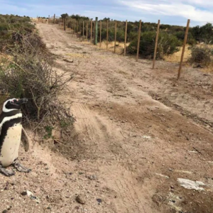 Punta Tombo: Cabandié realizará una denuncia penal por la matanza de pingüinos