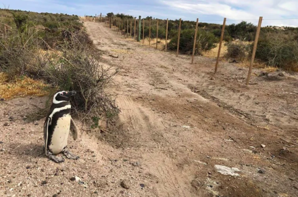 Punta Tombo: Cabandié realizará una denuncia penal por la matanza de pingüinos