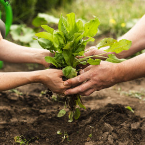 La Unión Europea aprobó una ley para restaurar la naturaleza