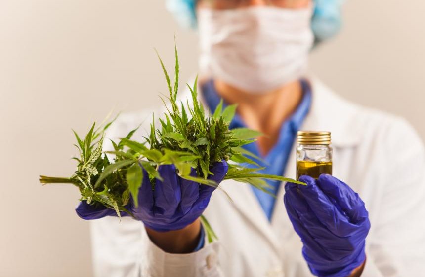 Ponen en marcha proyecto de investigación del cultivo de cannabis medicinal en Escobar