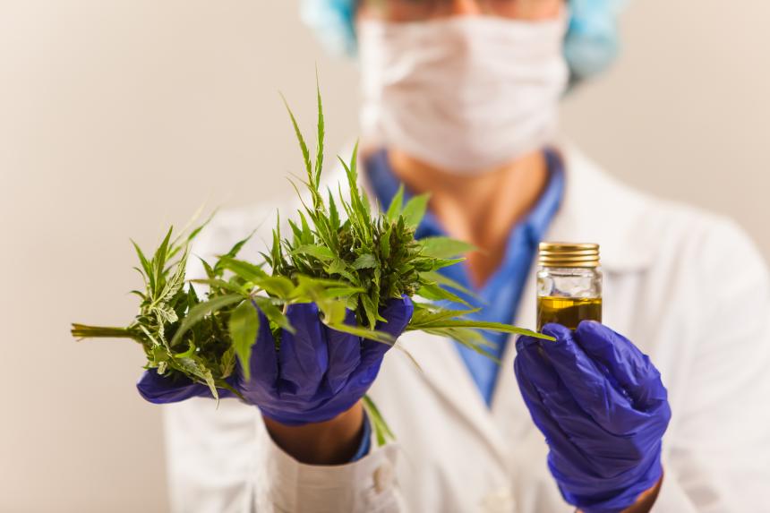 Ponen en marcha proyecto de investigación del cultivo de cannabis medicinal en Escobar