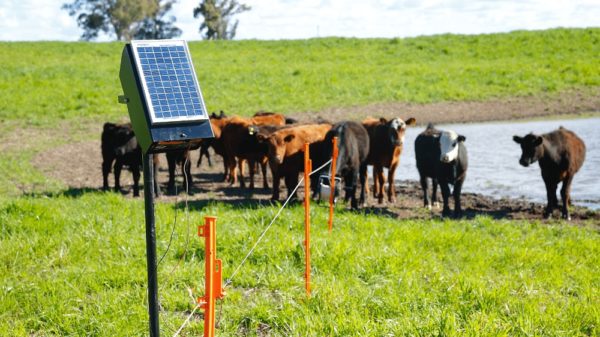 Agro sustentable: entregarán más de 2000 boyeros solares a productores de 8 provincias