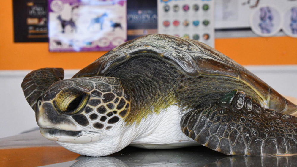 Esta tortuga marina comió más de 10 tipos de plásticos: la increíble cantidad de basura que devoró una tortuga marina rescatada en San Clemente del Tuyú