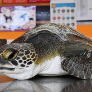Más de 10 tipos de plásticos: la increíble cantidad de basura que devoró una tortuga rescatada en San Clemente del Tuyú