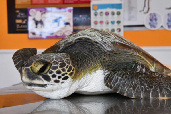 Más de 10 tipos de plásticos: la increíble cantidad de basura que devoró una tortuga rescatada en San Clemente del Tuyú