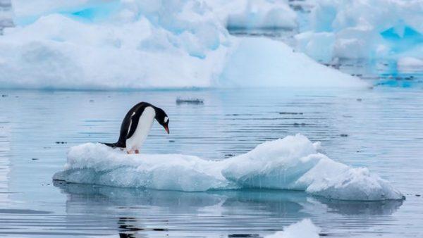 Según investigadora del Conicet, el cambio climático produce variaciones en los ecosistemas costeros antárticos