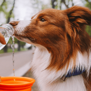 Las mascotas pueden sufrir un golpe de calor: a qué signos prestarles atención