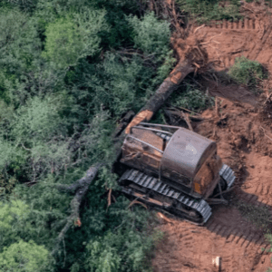 Un territorio de Argentina fue declarado kilómetro cero contra la deforestación