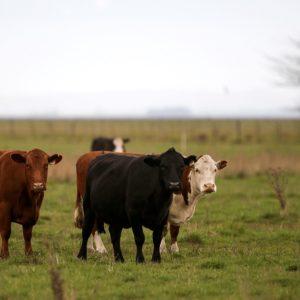 La carne bovina puede ser carbono neutral