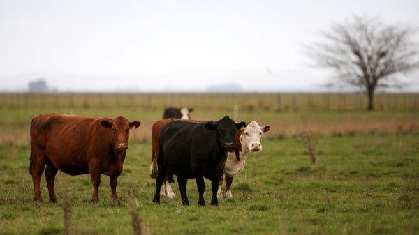 La carne bovina puede ser carbono neutral