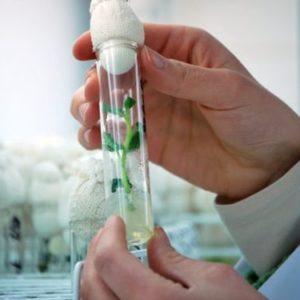 Argentina es parte del ranking de 10 países con más empresas de biotecnología