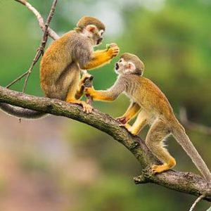 Siete de las especies de primates en peligro de extinción se encuentran en Latinoamérica