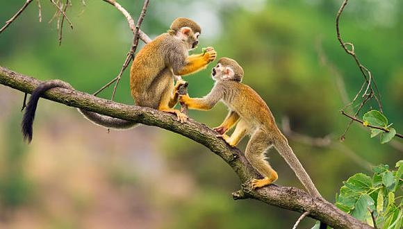 Siete de las especies de primates en peligro de extinción se encuentran en Latinoamérica