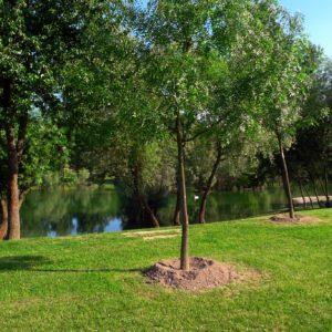 Este país plantará 450 mil árboles para paliar los efectos del cambio climático