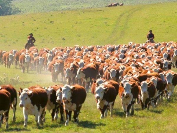 Por qué es necesario reducir las emisiones del gas metano producido en la ganadería