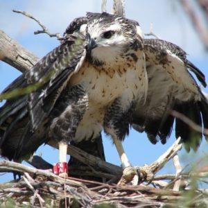 Por primera vez en Argentina transmiten vía streaming un nido de un ave rapaz en vías de extinción