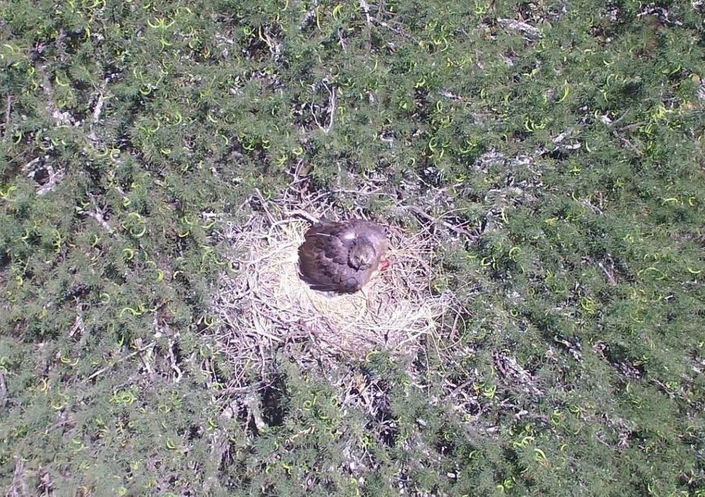  Por primera vez en Argentina se transmite un nido de un ave rapaz en vivo por streaming en Santa Fe