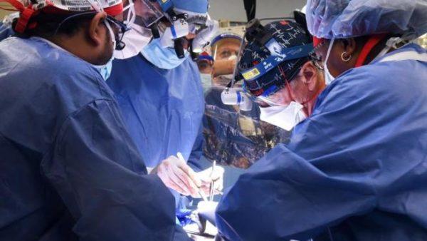 Dos equipos de investigación están próximos a realizar trasplantes de órganos animales a humanos