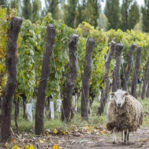 Qué productos orgánicos y regionales no pagan retenciones a las exportaciones