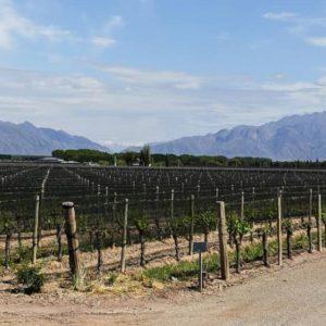 La apuesta de esta bodega mendocina para ser aún más sustentable