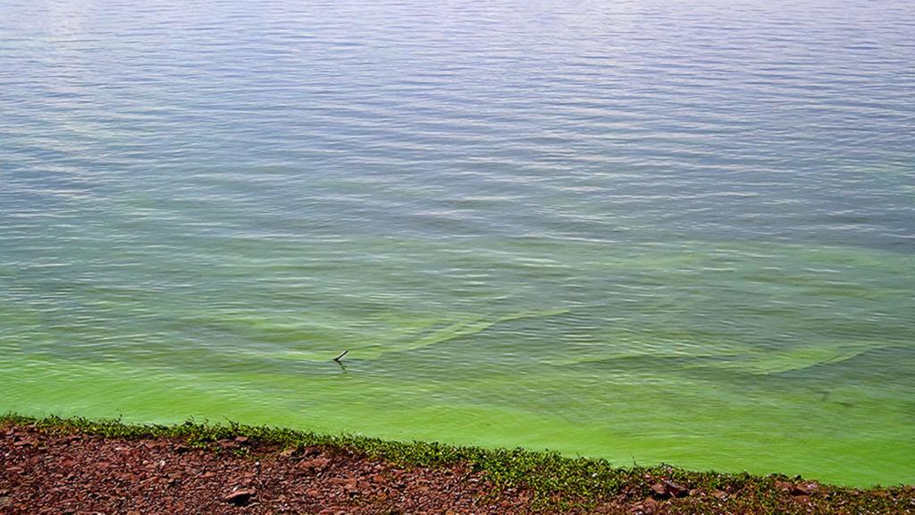 Detectan cianobacterias en 17 municipios bonaerenses y activaron la alerta sanitaria Detectan cianobacterias en 17 municipios bonaerenses y activaron la alerta sanitaria