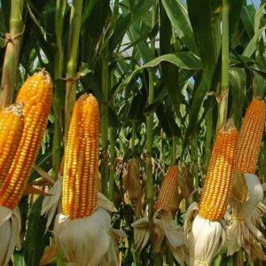Bayer lanzará un maíz que tolerará los cambios climáticos extremos: en qué país y cuándo