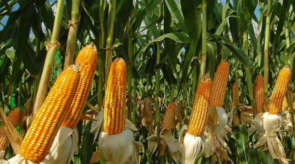 Bayer lanzará un maíz que tolerará los cambios climáticos extremos: en qué país y cuándo