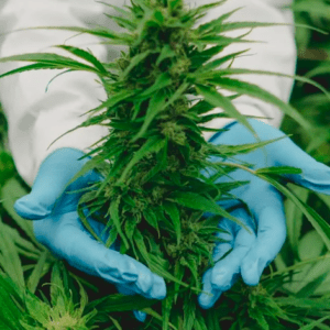 A qué laboratorio argentino se unirá PharmaCielo para producir cannabis medicinal