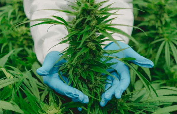 A qué laboratorio argentino se unirá PharmaCielo para producir cannabis medicinal