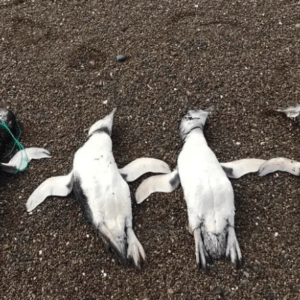 Hallaron una decena de pingüinos estrangulados en Chubut: “La foto que no queremos ver pero es real»