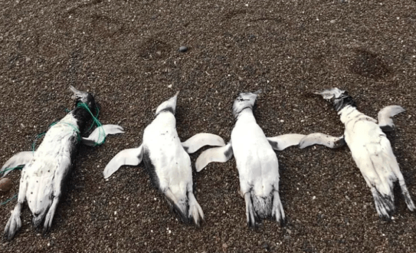 Hallaron una decena de pingüinos estrangulados en Chubut: “La foto que no queremos ver pero es real»