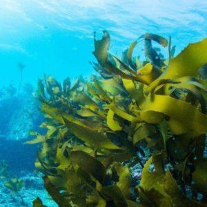 Logran un acuerdo histórico para la preservación de los océanos y la biodiversidad
